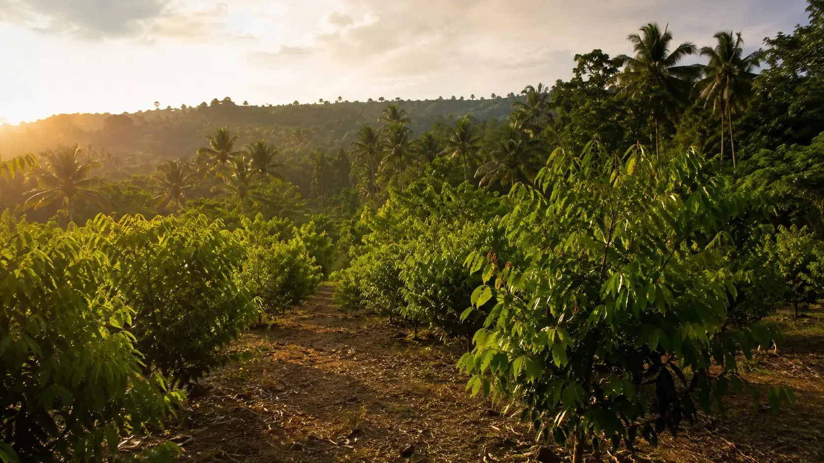 Cinnamon gardens in southern Sri Lanka at golden hour